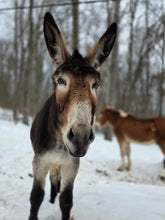 Load image into Gallery viewer, Contribute toward Shilo & Frosty(please choose as many "units/quantity" as you wish)