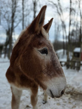 Load image into Gallery viewer, Contribute toward Shilo & Frosty(please choose as many "units/quantity" as you wish)
