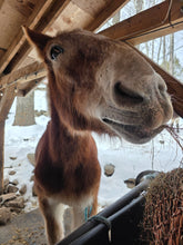 Load image into Gallery viewer, Contribute toward Shilo &amp; Frosty(please choose as many "units/quantity" as you wish)
