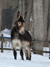 Load image into Gallery viewer, Contribute toward Shilo &amp; Frosty(please choose as many "units/quantity" as you wish)
