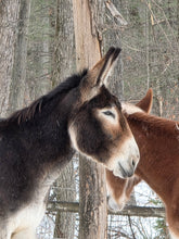 Load image into Gallery viewer, Contribute toward Shilo &amp; Frosty(please choose as many "units/quantity" as you wish)
