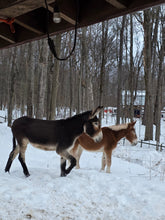 Load image into Gallery viewer, Contribute toward Shilo &amp; Frosty(please choose as many "units/quantity" as you wish)
