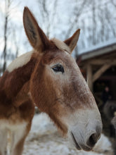 Load image into Gallery viewer, Contribute toward Shilo &amp; Frosty(please choose as many "units/quantity" as you wish)

