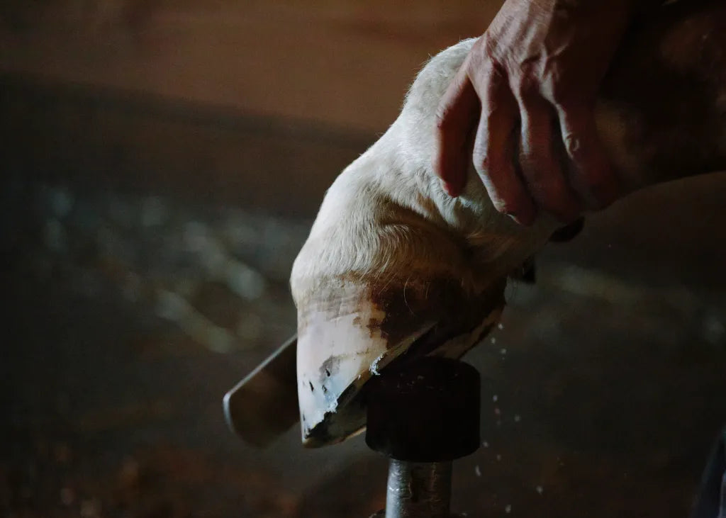 Sponsor 1 Hoof Trim/Farrier